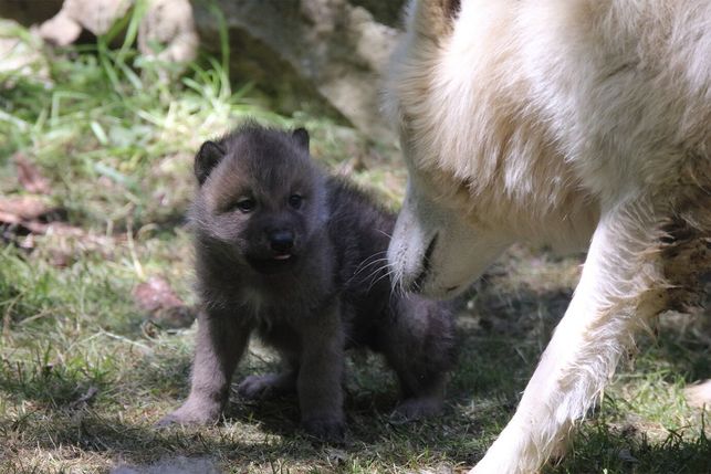 Naissance D Un Louveteau A Servion La Liberte